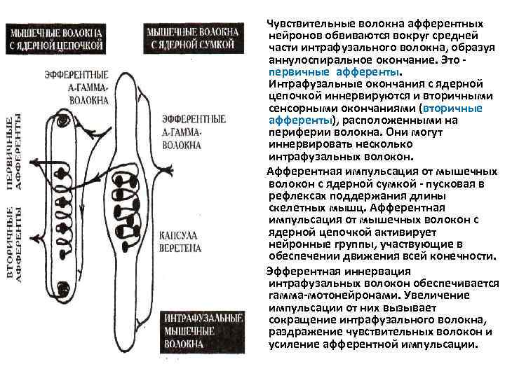 Чувствительные волокна афферентных нейронов обвиваются вокруг средней части интрафузального волокна, образуя аннулоспиральное окончание. Это