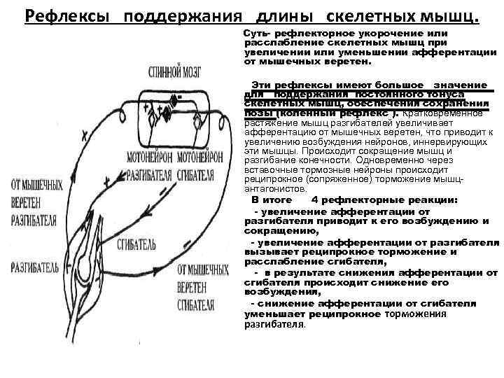 Рефлексы поддержания длины скелетных мышц. Суть- рефлекторное укорочение или расслабление скелетных мышц при увеличении