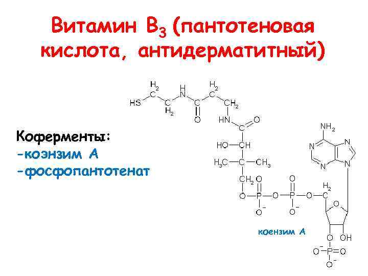 Пантотеновая кислота картинки