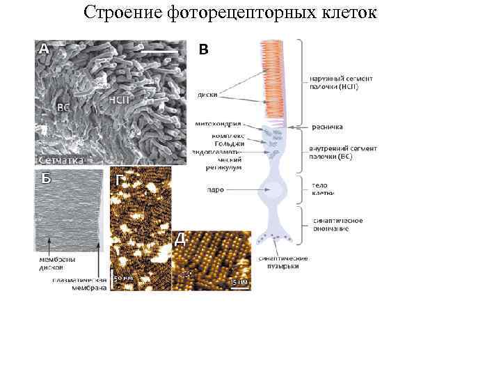 Строение фоторецепторных клеток 