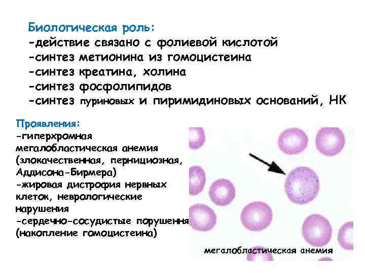 Биологическая роль: -действие связано с фолиевой кислотой -синтез метионина из гомоцистеина -синтез креатина, холина