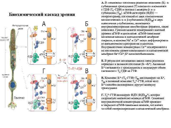 Какой биохимический процесс. Биохимические процессы. Биохимический Каскад зрения. Каскад усиления родопсина.