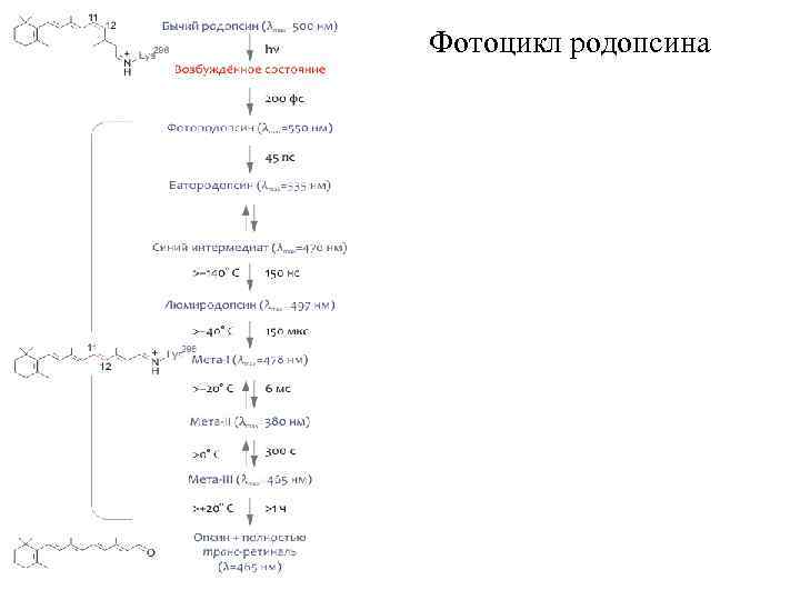 Фотоцикл родопсина 