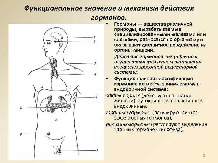 Слезная железа внутренней секреции