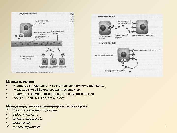 Методы изучения: • экстирпация (удаление) и трансплантация (вживление) желез, • исследование эффектов введения экстрактов,