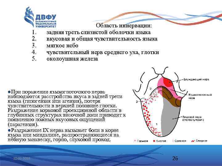 1. 2. 3. 4. 5. Область иннервации: задняя треть слизистой оболочки языка вкусовая и