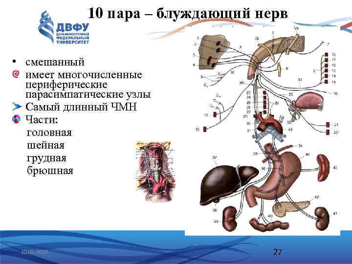 10 пара – блуждающий нерв • смешанный имеет многочисленные периферические парасимпатические узлы Самый длинный