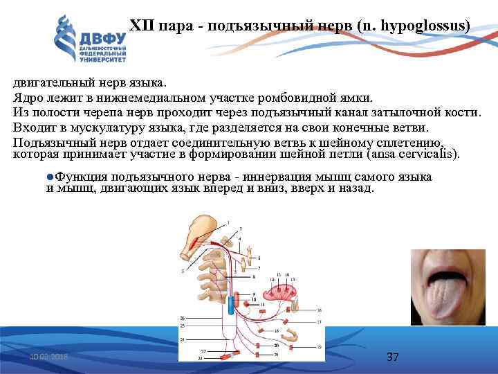 XII пара - подъязычный нерв (n. hypoglossus) двигательный нерв языка. Ядро лежит в нижнемедиальном