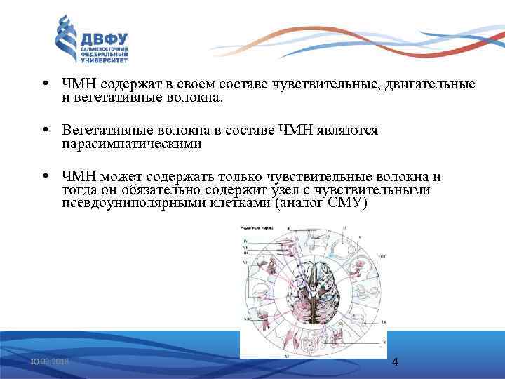  • ЧМН содержат в своем составе чувствительные, двигательные и вегетативные волокна. • Вегетативные