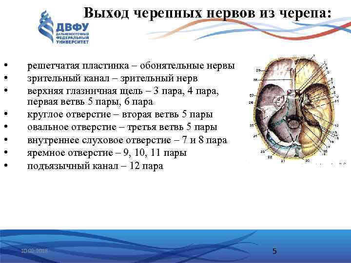 Выход черепных нервов из черепа: • • решетчатая пластинка – обонятельные нервы зрительный канал