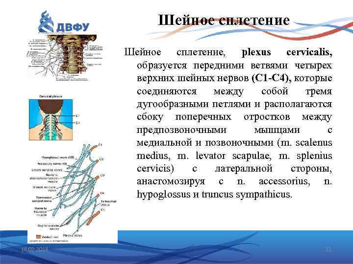 Шейное сплетение, plexus cervicalis, образуется передними ветвями четырех верхних шейных нервов (С 1 -C