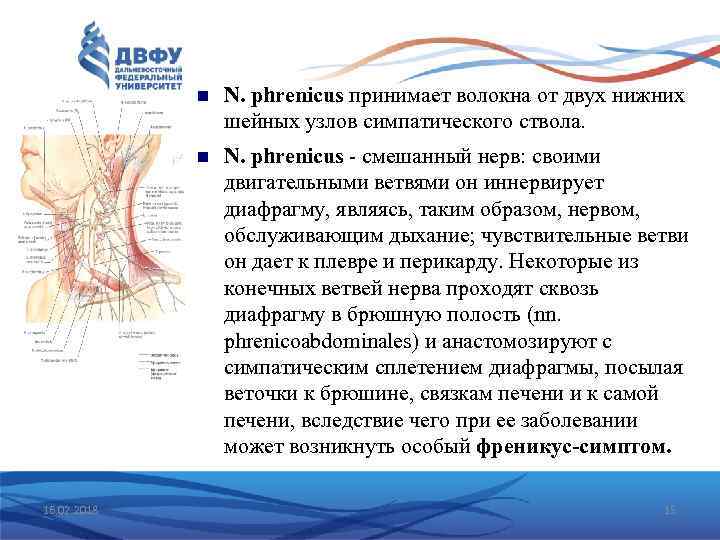  16. 02. 2018 N. phrenicus принимает волокна от двух нижних шейных узлов симпатического