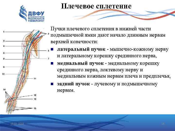 Плечевое сплетение Пучки плечевого сплетения в нижней части подмышечной ямки дают начало длинным нервам