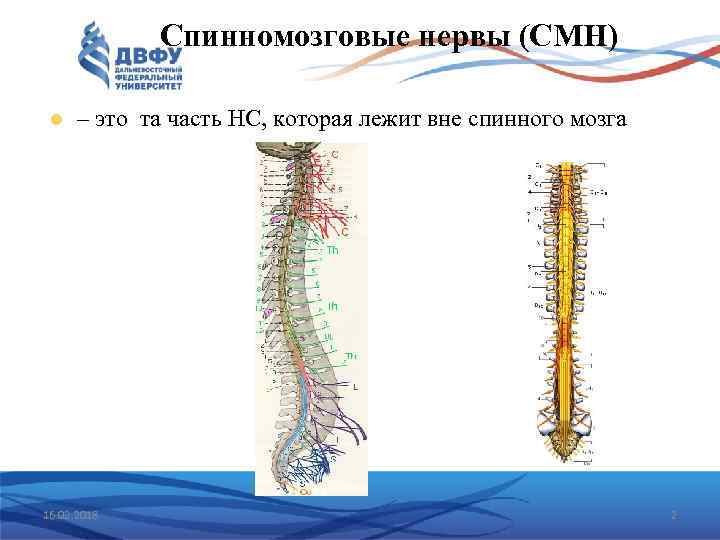 Спинномозговые нервы (СМН) – это та часть НС, которая лежит вне спинного мозга 16.