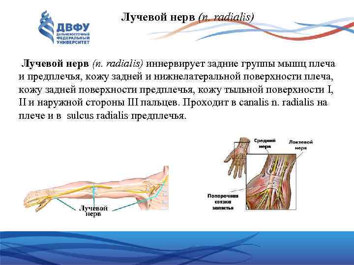 Лучевой нерв (n. radialis) иннервирует задние группы мышц плеча и предплечья, кожу задней и