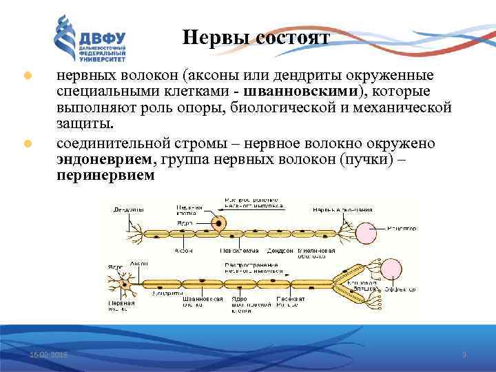 Нервы состоят нервных волокон (аксоны или дендриты окруженные специальными клетками - шванновскими), которые выполняют