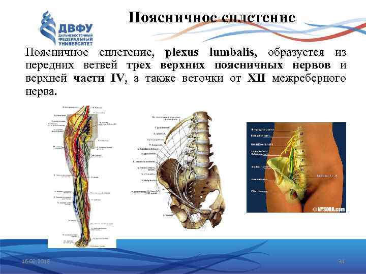 Поясничное сплетение, plexus lumbalis, образуется из передних ветвей трех верхних поясничных нервов и верхней