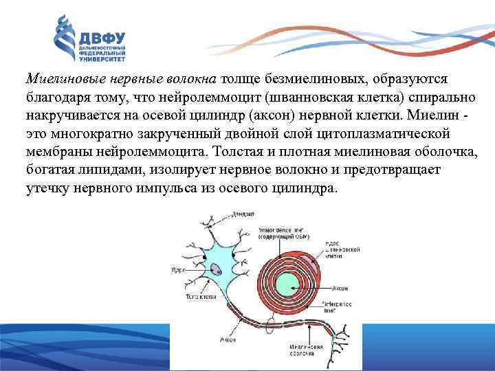 Миелиновые нервные волокна толще безмиелиновых, образуются благодаря тому, что нейролеммоцит (шванновская клетка) спирально накручивается