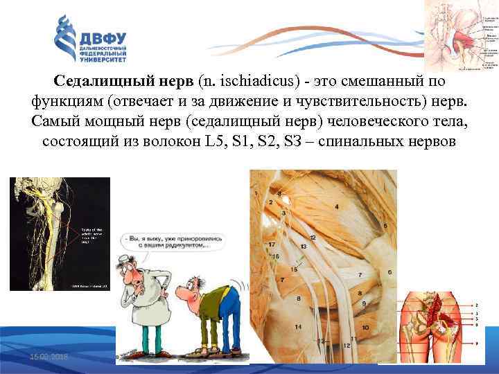 Седалищный нерв (n. ischiadicus) - это смешанный по функциям (отвечает и за движение и