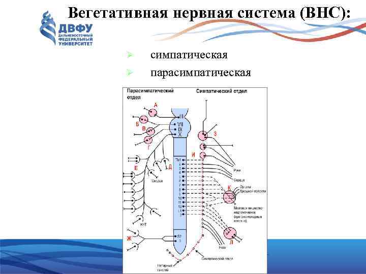 Вегетативная нервная система (ВНС): симпатическая парасимпатическая 