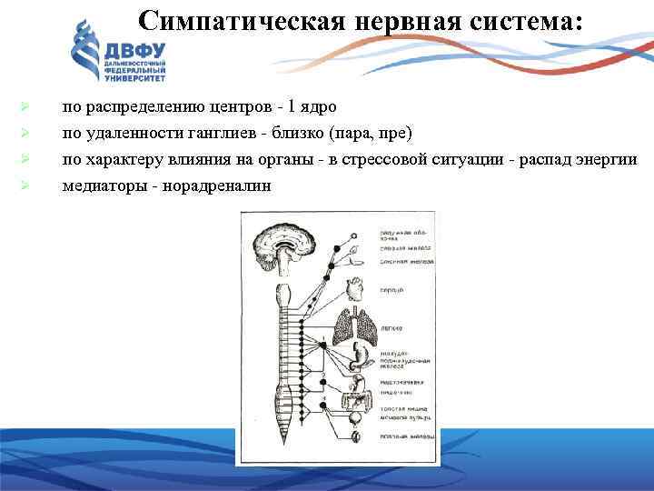 Симпатическая нервная система: по распределению центров - 1 ядро по удаленности ганглиев - близко