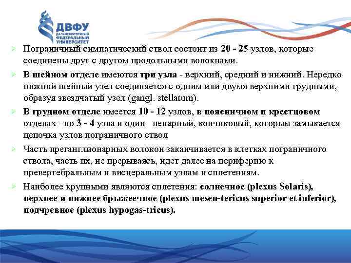  Пограничный симпатический ствол состоит из 20 - 25 узлов, которые соединены друг с