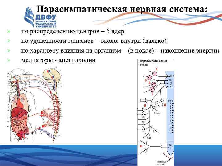 Парасимпатическая нервная система: по распределению центров – 5 ядер по удаленности ганглиев – около,