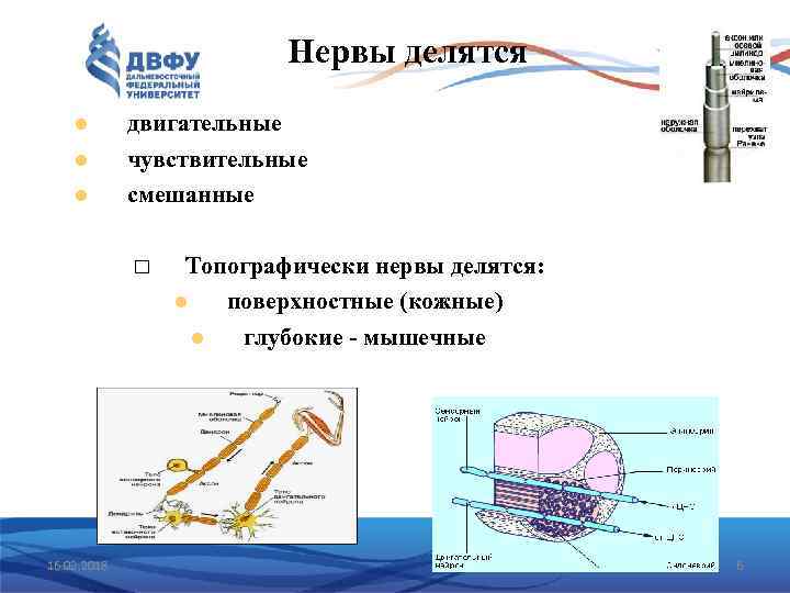 Нервы делятся двигательные чувствительные смешанные 16. 02. 2018 Топографически нервы делятся: поверхностные (кожные) глубокие