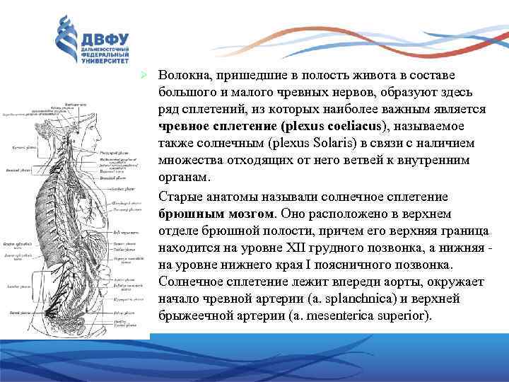 Волокна, пришедшие в полость живота в составе большого и малого чревных нервов, образуют здесь