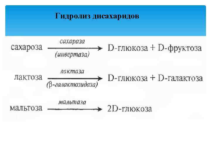 Гидролиз дисахаридов 