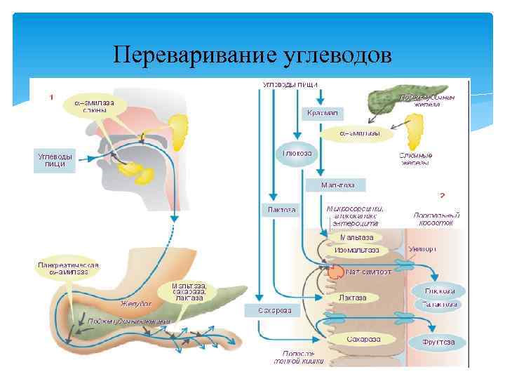 Переваривание углеводов 