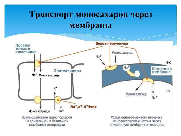 Транспорт моносахаров через мембраны 