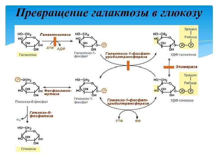 Превращение галактозы в глюкозу 