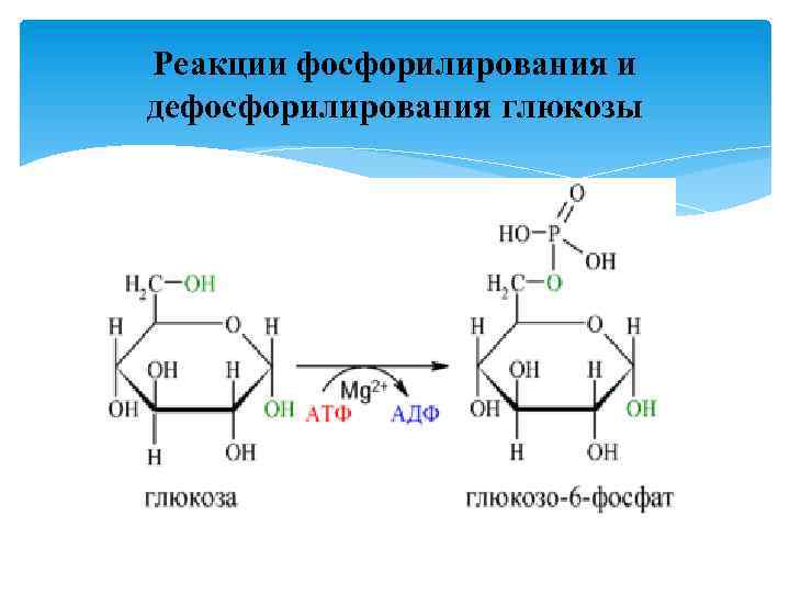Реакции фосфорилирования и дефосфорилирования глюкозы 
