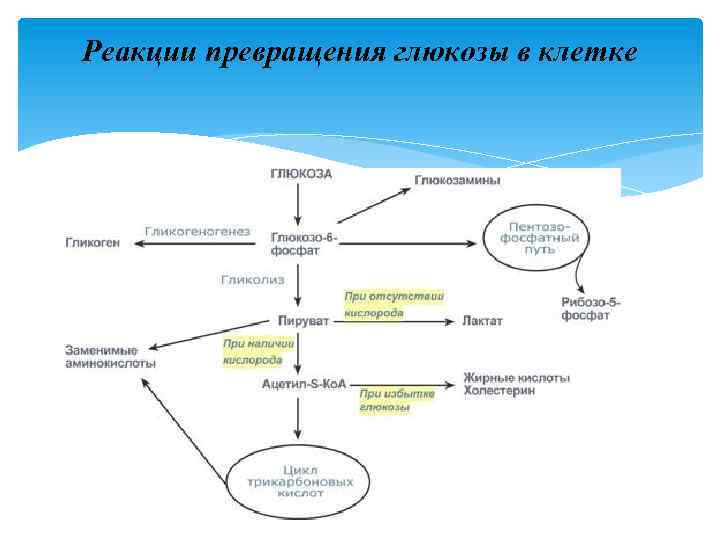 Реакции превращения глюкозы в клетке 