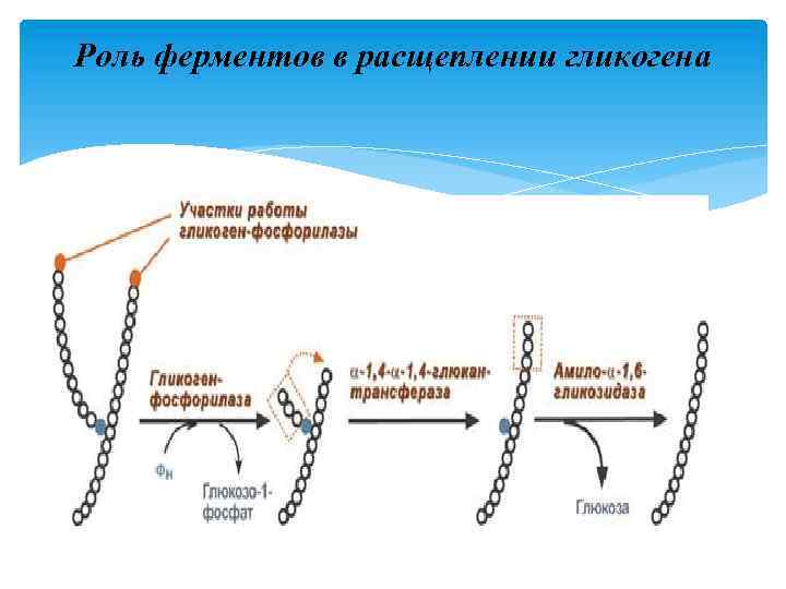 Роль ферментов в расщеплении гликогена 