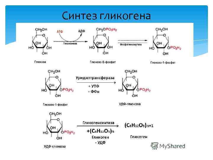 Синтез гликогена 