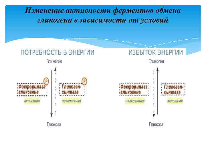 Изменение активности ферментов обмена гликогена в зависимости от условий 