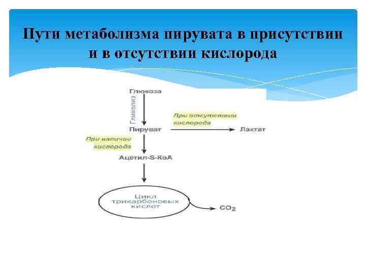 Пути метаболизма пирувата в присутствии и в отсутствии кислорода 