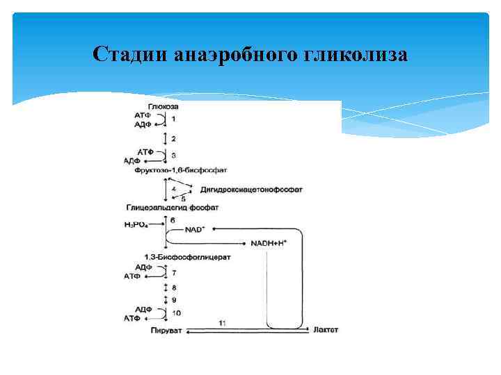 Стадии анаэробного гликолиза 