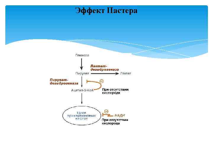 Эффект Пастера 