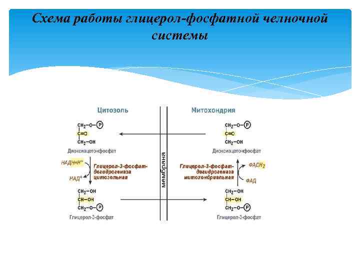 Схема работы глицерол-фосфатной челночной системы 