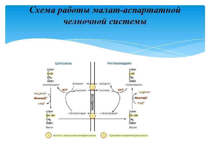Схема работы малат-аспартатной челночной системы 