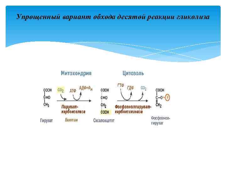Упрощенный вариант обхода десятой реакции гликолиза 