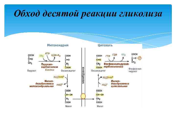 Обход десятой реакции гликолиза 
