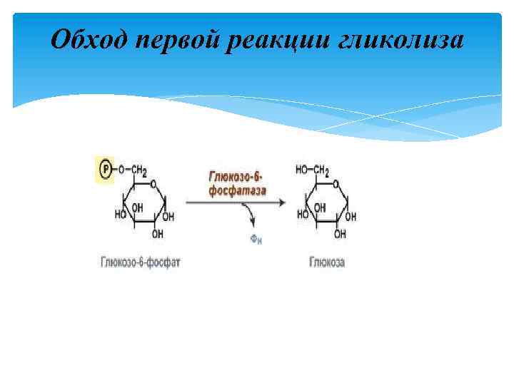 Обход первой реакции гликолиза 
