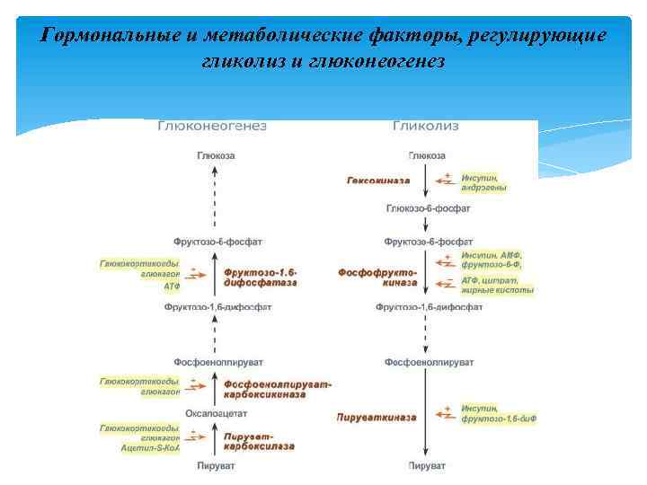 Гормональные и метаболические факторы, регулирующие гликолиз и глюконеогенез 