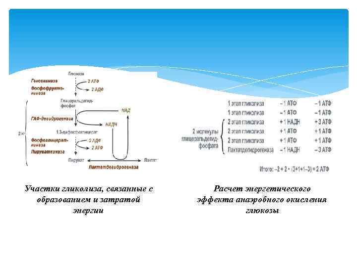 Участки гликолиза, связанные с образованием и затратой энергии Расчет энергетического эффекта анаэробного окисления глюкозы