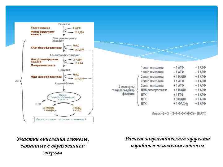 Участки окисления глюкозы, связанные с образованием энергии Расчет энергетического эффекта аэробного окисления глюкозы 