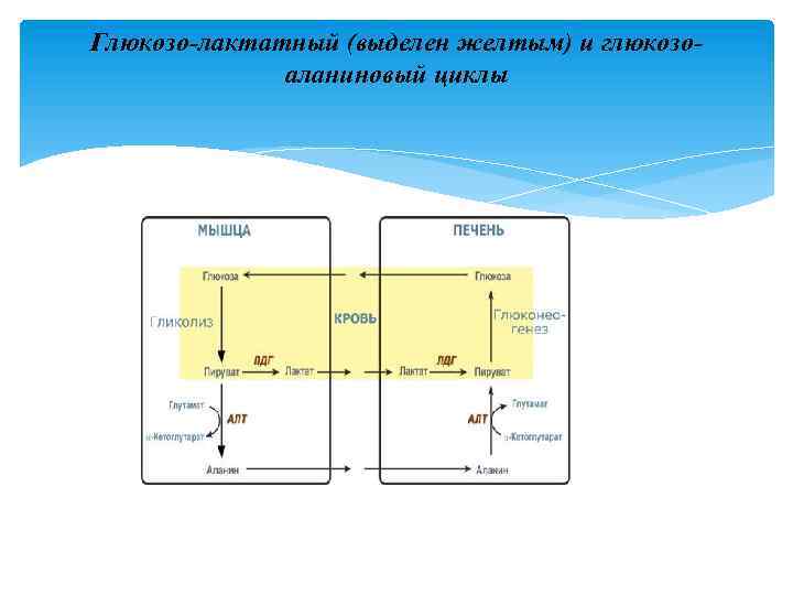 Глюкозо-лактатный (выделен желтым) и глюкозоаланиновый циклы 
